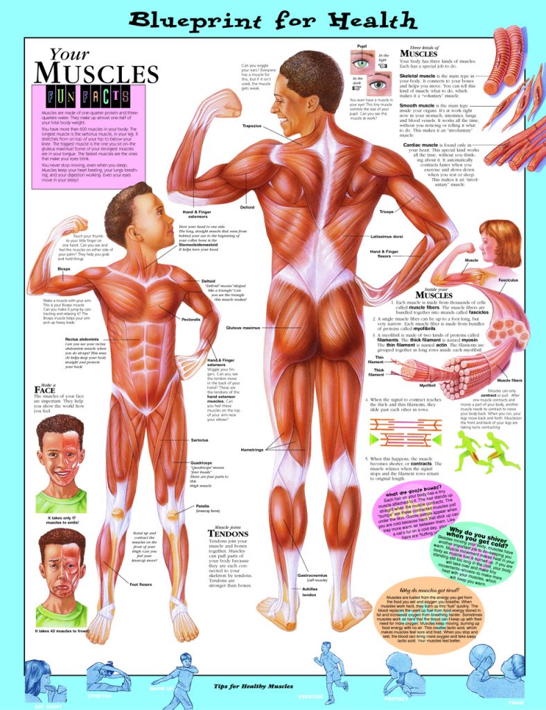 Google Image of what the body is
